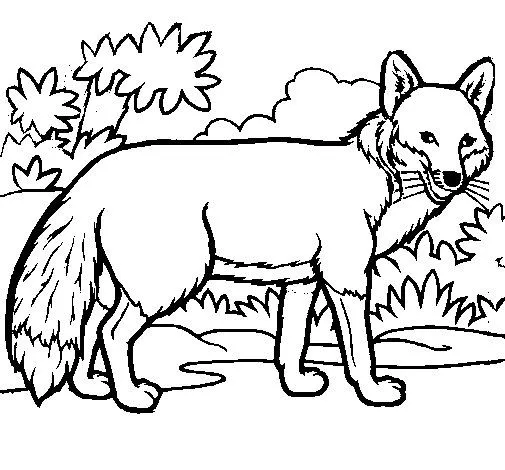 Dibujo de Zorro para Colorear - Dibujos.net Dibujo de Zorro para Colorear - Dibujos.net