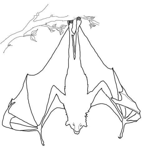 Dibujo de Zorro Volador Colgando para colorear | Dibujos para ...