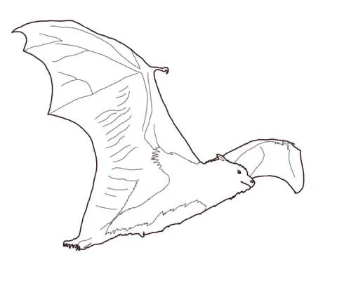 Dibujo de Zorro Volador para colorear | Dibujos para colorear ... Dibujo de Zorro Volador para colorear | Dibujos para colorear ...