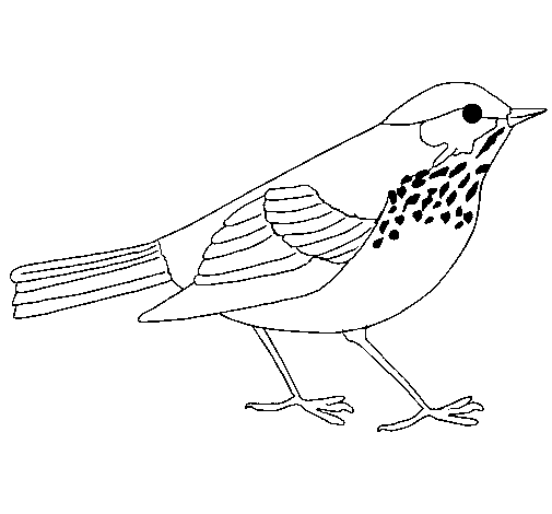 Dibujo de Zorzal para Colorear - Dibujos.net Dibujo de Zorzal para Colorear - Dibujos.net