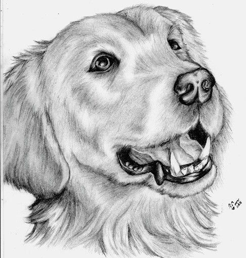 Dibujo/drawin perro pequeño a lapiz | dibujos mios | Pinterest Dibujo/drawin perro pequeño a lapiz | dibujos mios | Pinterest