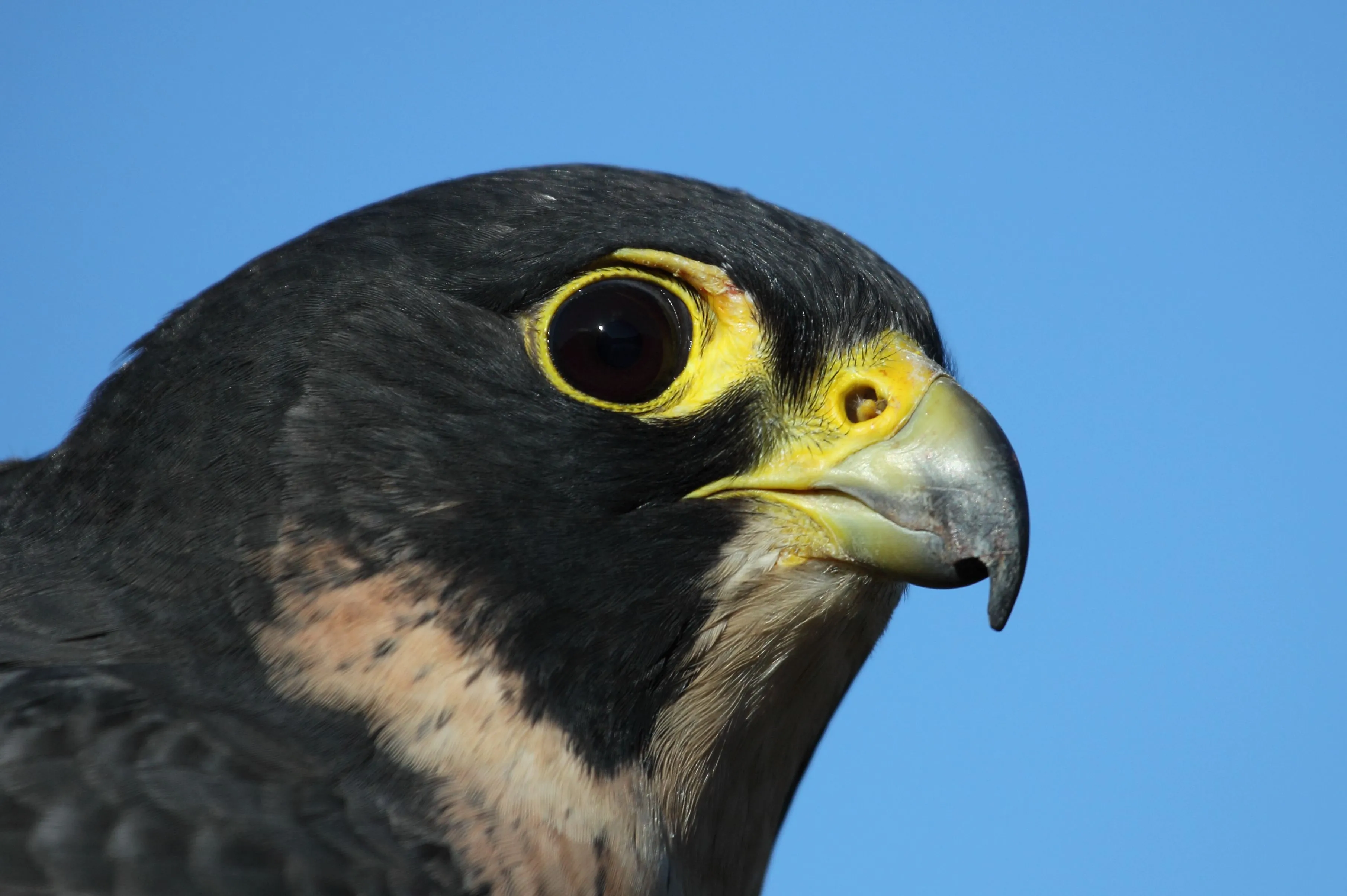 Dibujo]Halcón Peregrino - Taringa!