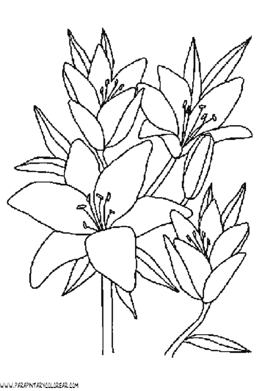 dibujos-para-colorear-de-lirios-007