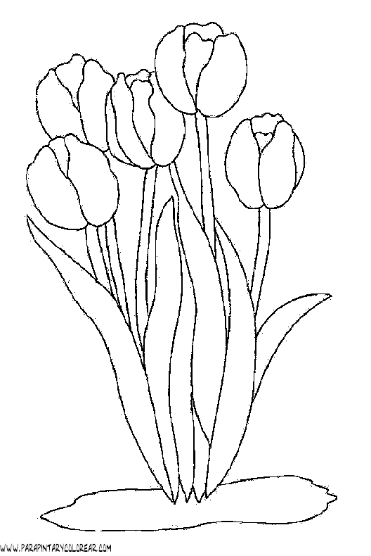 dibujos-para-pintar-de-flores-tulipanes-013