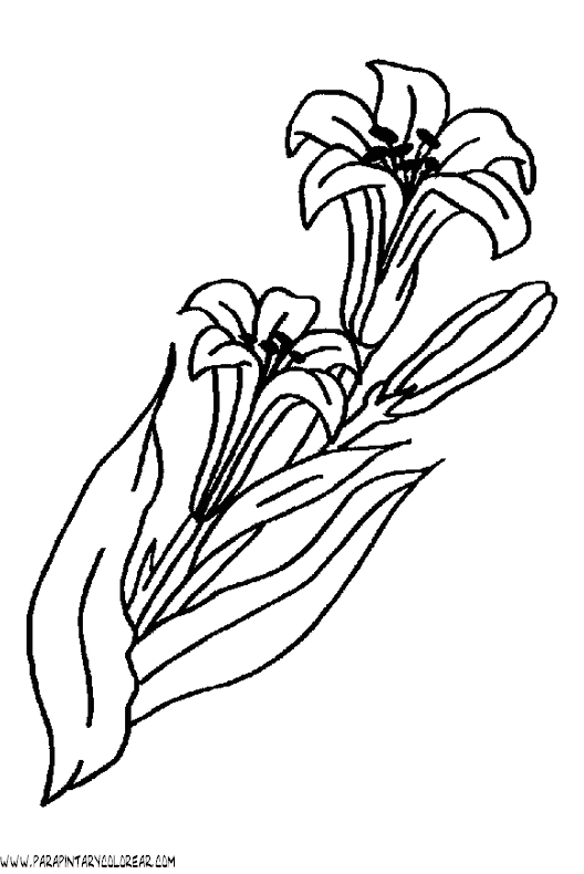 Dibujo de lirios - Imagui