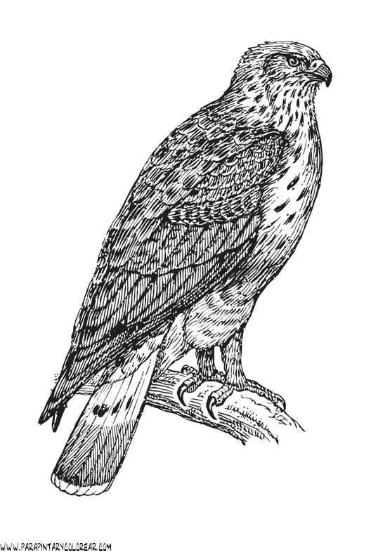 Dibujos de alcon a lapiz - Imagui