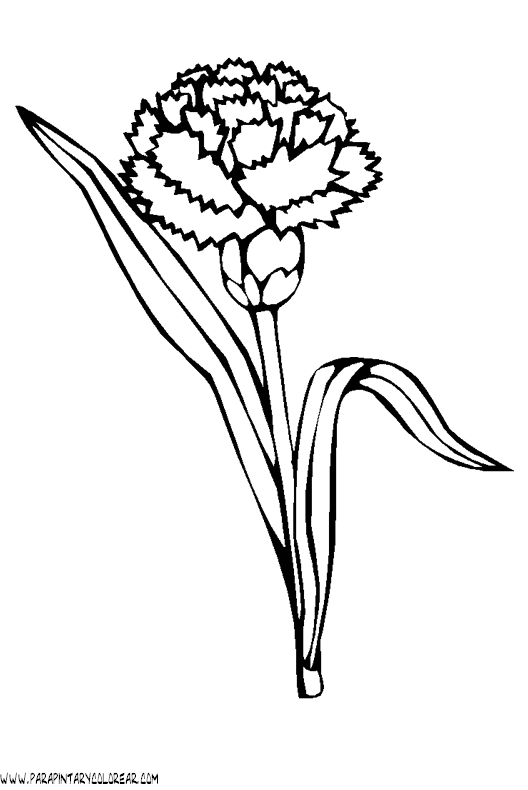 Imagenes de claveles para dibujar - Imagui