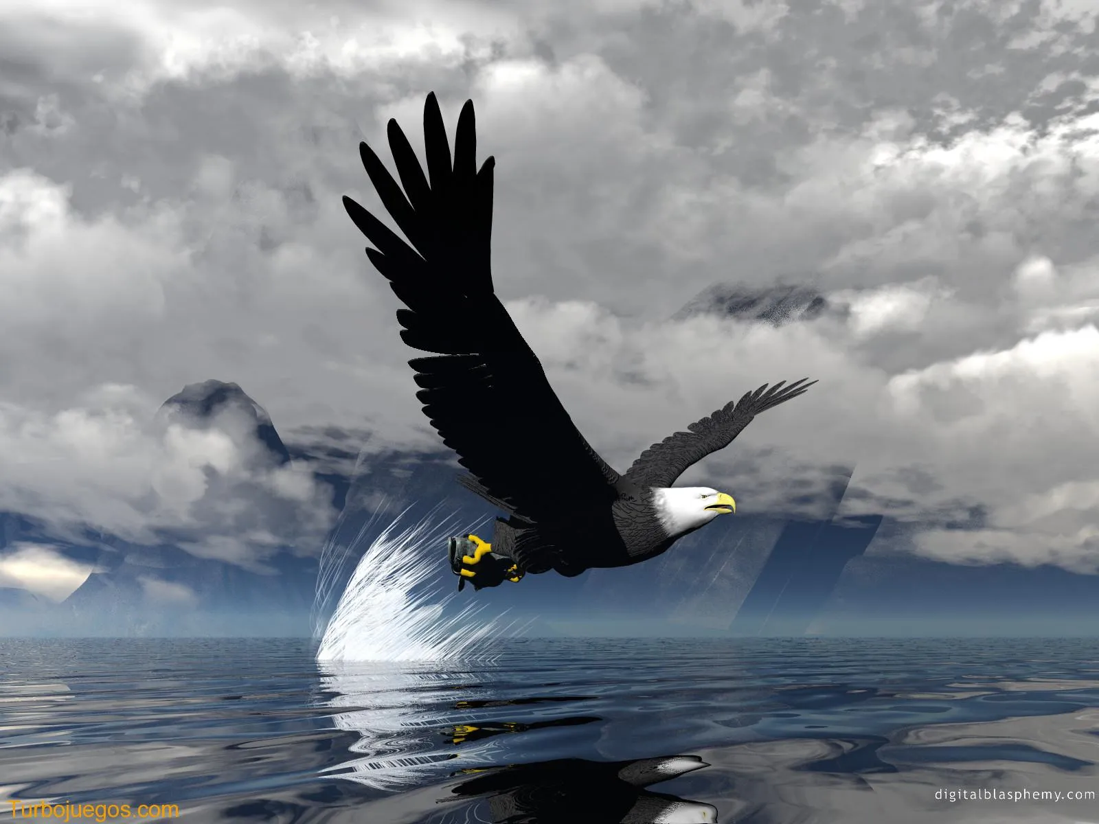 Aguilas Hd Wallpaper | Hawaii Dermatology