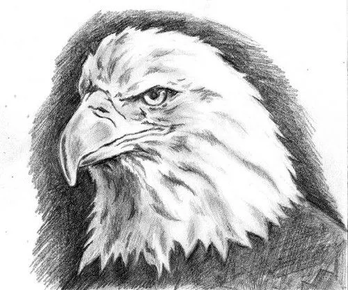 Dibujos a lapiz de aguila - Imagui