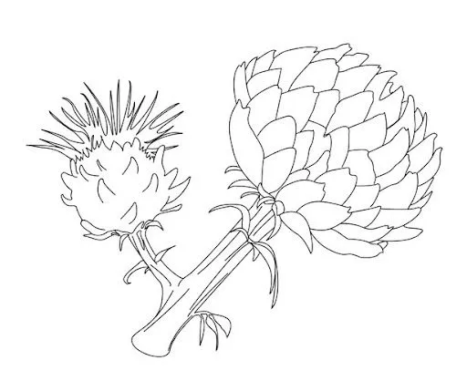 DIBUJOS DE ALCACHOFAS PARA COLOREAR | Dibujos para colorear
