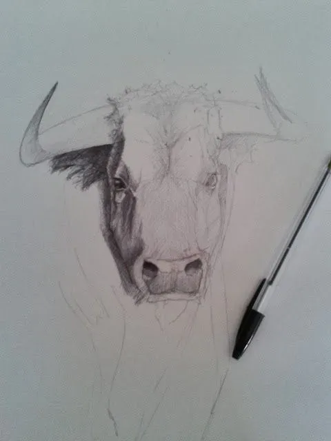 Toros a lapiz - Imagui