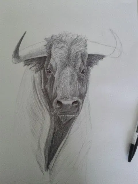 Dibujos Alfonso Gómez: Cabeza de Toro. Proceso. Boli Bic Dibujos Alfonso Gómez: Cabeza de Toro. Proceso. Boli Bic