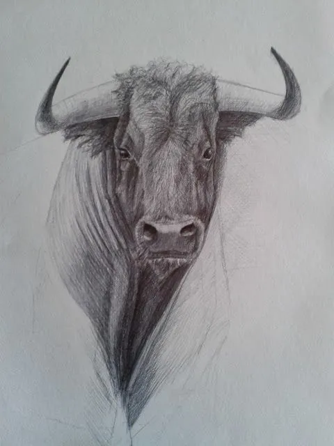 Dibujos Alfonso Gómez: Cabeza de Toro. Proceso. Boli Bic