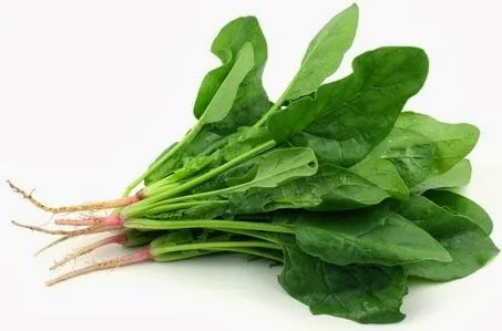DIBUJOS ALIMENTOS FOTOS IMAGENES : FOTOS DE ESPINACAS DIBUJOS ALIMENTOS FOTOS IMAGENES : FOTOS DE ESPINACAS