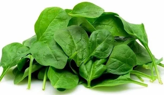 DIBUJOS ALIMENTOS FOTOS IMAGENES : FOTOS DE ESPINACAS DIBUJOS ALIMENTOS FOTOS IMAGENES : FOTOS DE ESPINACAS