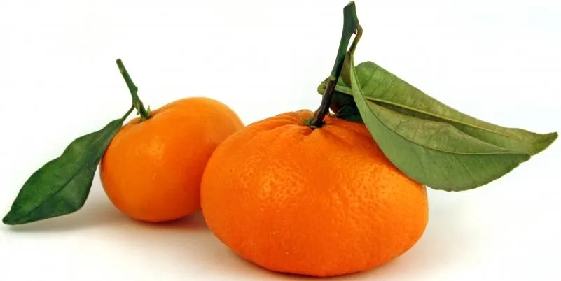 DIBUJOS ALIMENTOS FOTOS IMAGENES : FOTOS DE MANDARINAS DIBUJOS ALIMENTOS FOTOS IMAGENES : FOTOS DE MANDARINAS