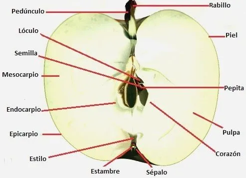DIBUJOS ALIMENTOS FOTOS IMAGENES : PARTES DEL FRUTO (MANZANA ... DIBUJOS ALIMENTOS FOTOS IMAGENES : PARTES DEL FRUTO (MANZANA ...