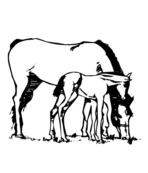 Dibujos animados para colorear: Dibujos de caballos para colorear Dibujos animados para colorear: Dibujos de caballos para colorear