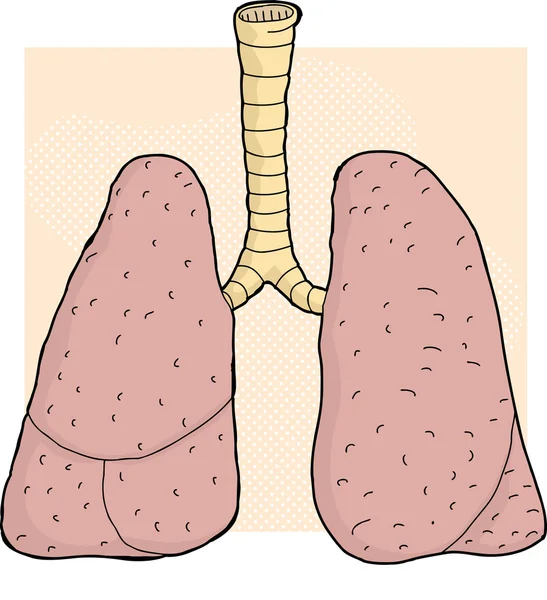 Dibujos animados de pulmones humanos — Vector stock ... Dibujos animados de pulmones humanos — Vector stock ...