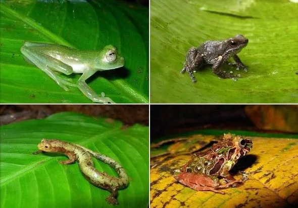 Los anfibios