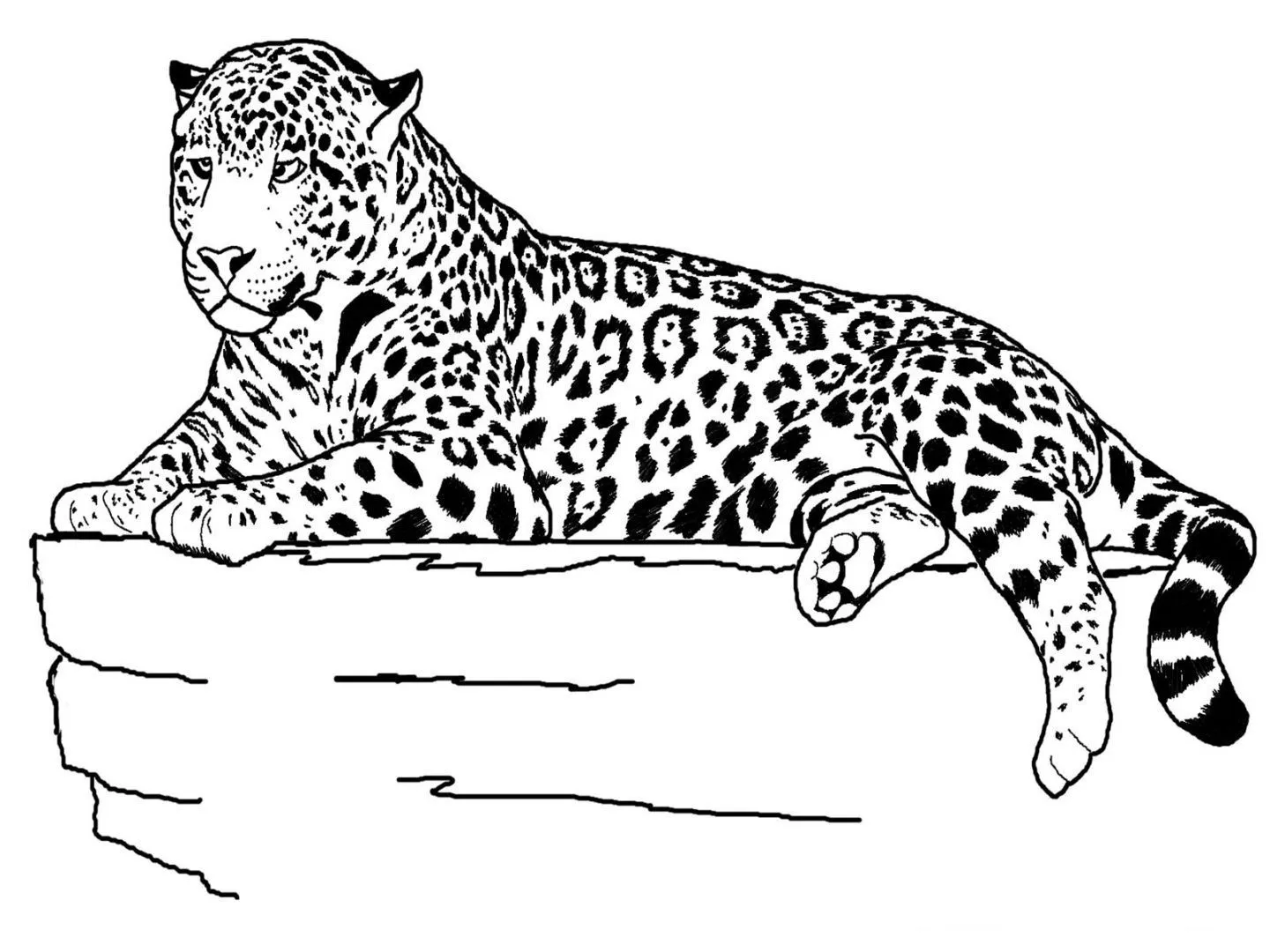 Dibujos de animales para colorear