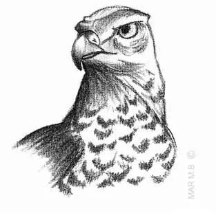Dibujos: animales | Colorín...