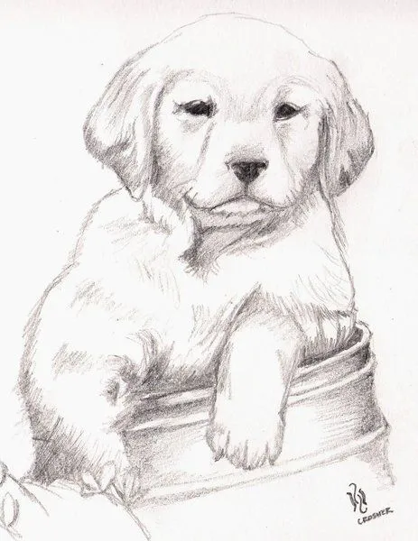 Cachorros dibujados a lapiz - Imagui