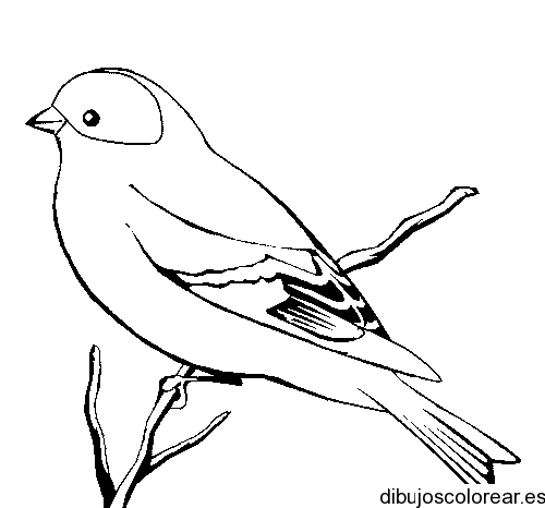 Dibujo de un jilguero | Dibujos para Colorear Dibujo de un jilguero | Dibujos para Colorear