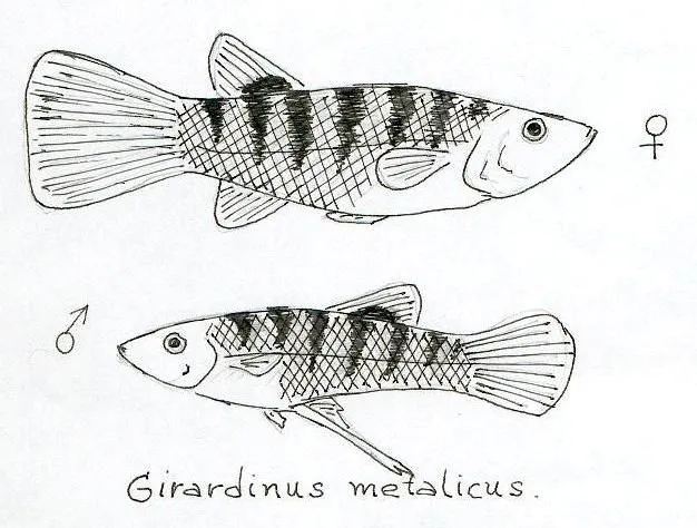 Animales ovoviviparos dibujos - Imagui