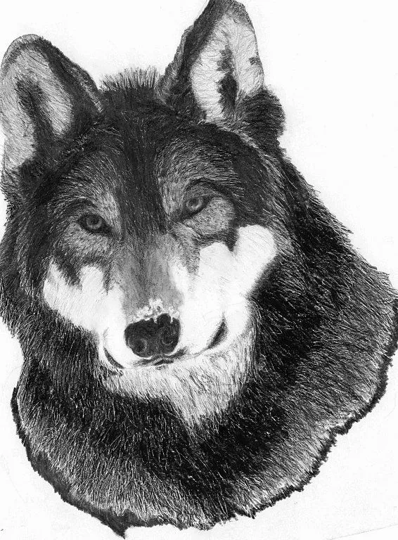 Dibujos de perros lobos a lapiz - Imagui