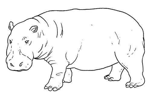 Dibujos de animales salvajes para colorear