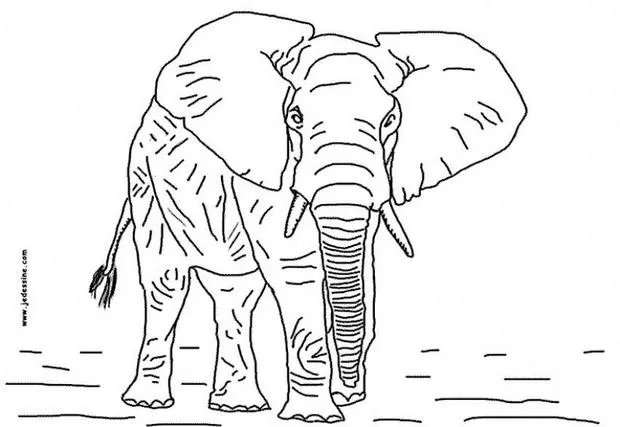 Dibujos ANIMALES SALVAJES para colorear, el elefante para imprimir