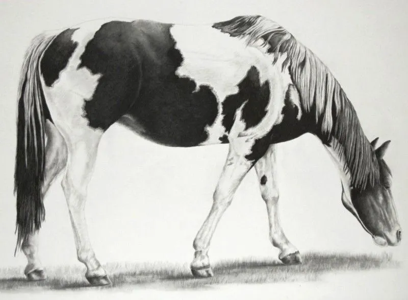 Dibujos De Animales Salvajes Para Colorear Pictures