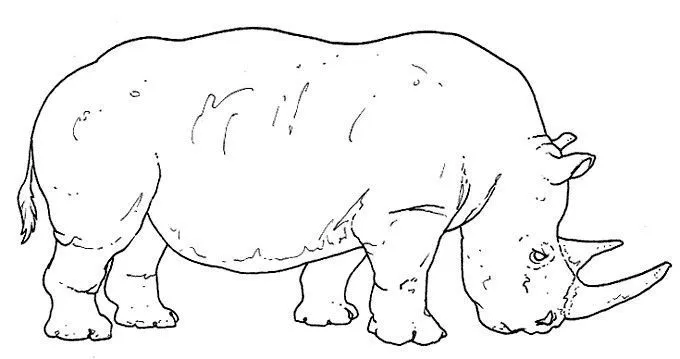 Todos los animales para imprimir - Imagui