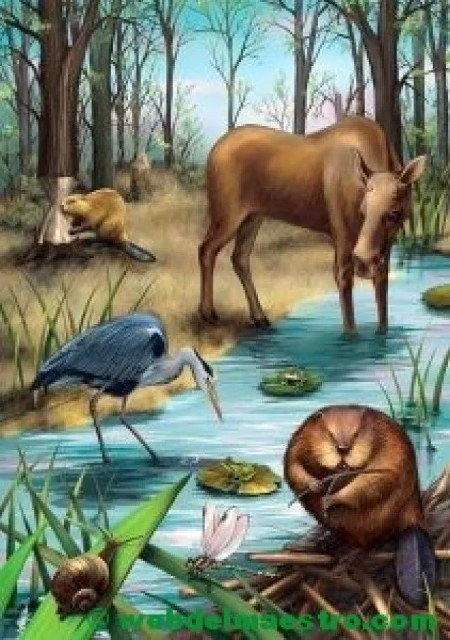Dibujos de animales salvajes para imprimir - Web del maestro