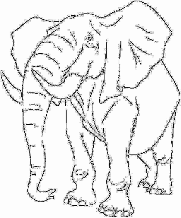 Dibujos de animales de la selva