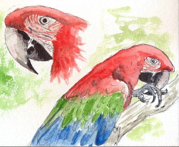 Dibujos de animales que viven en la selva - Imagui