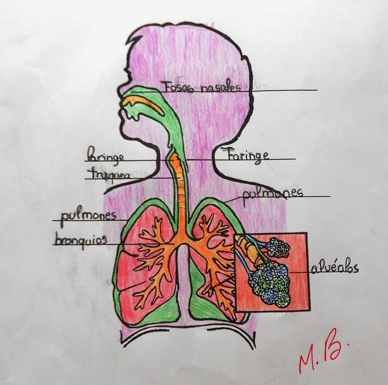 Nuestros dibujos del aparato circulatorio – JIRIBILLAS Nuestros dibujos del aparato circulatorio – JIRIBILLAS