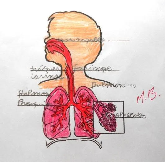 Nuestros dibujos del aparato circulatorio – JIRIBILLAS Nuestros dibujos del aparato circulatorio – JIRIBILLAS