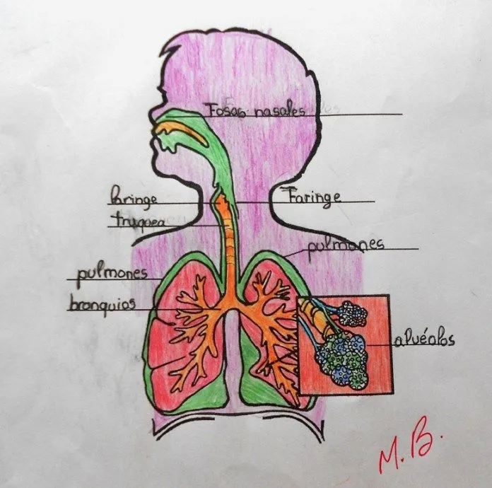 Nuestros dibujos del aparato circulatorio – JIRIBILLAS Nuestros dibujos del aparato circulatorio – JIRIBILLAS