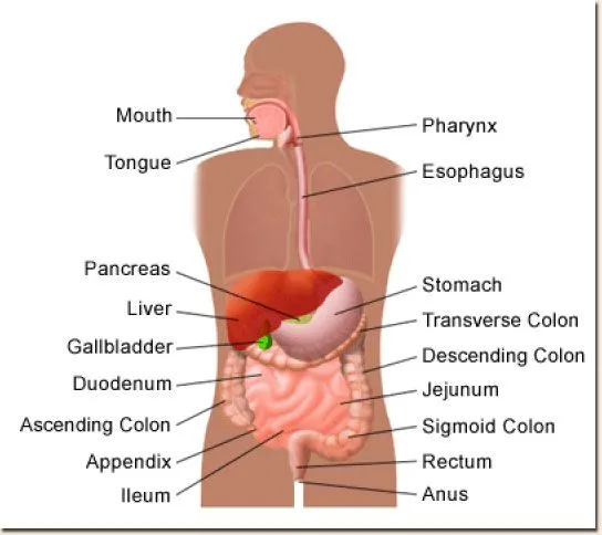 CUERPO HUMANO: DIBUJO DEL SISTEMA DIGESTIVO