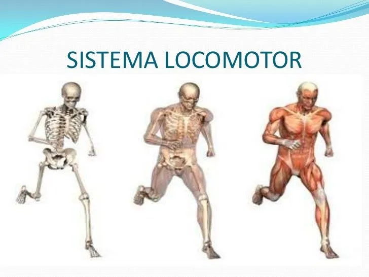 Sistema locomotor dibujo - Imagui