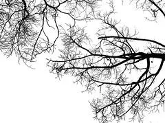 Dibujos de arboles blanco y negro - Imagui