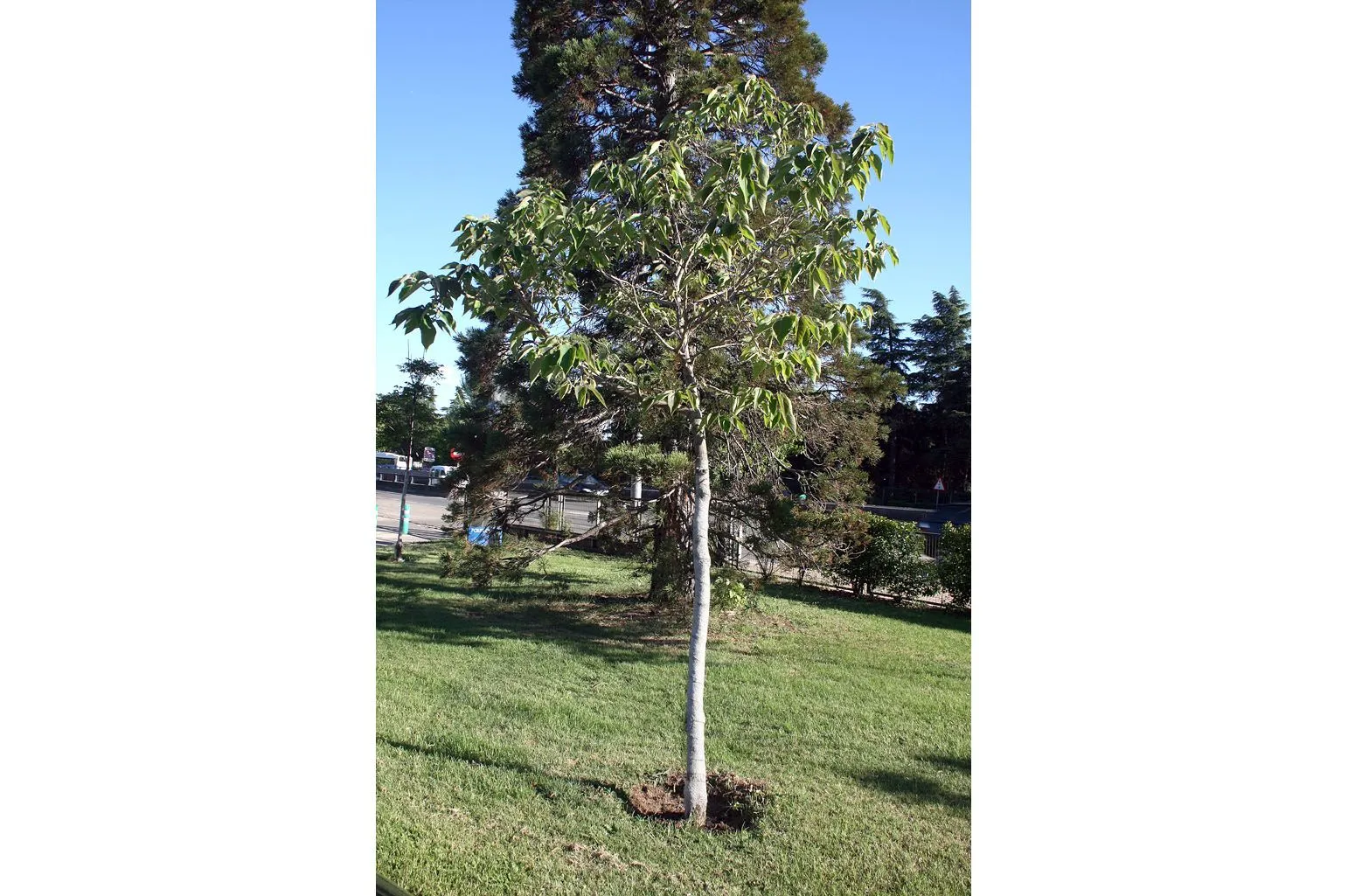 Dibujos de árboles de cedro - Imagui