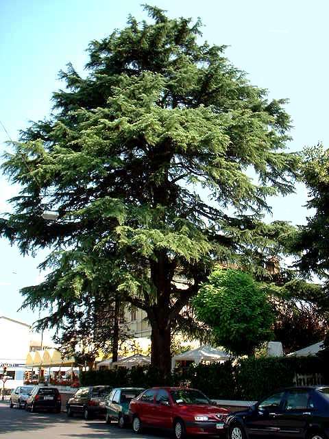 Dibujos de árboles de cedro - Imagui