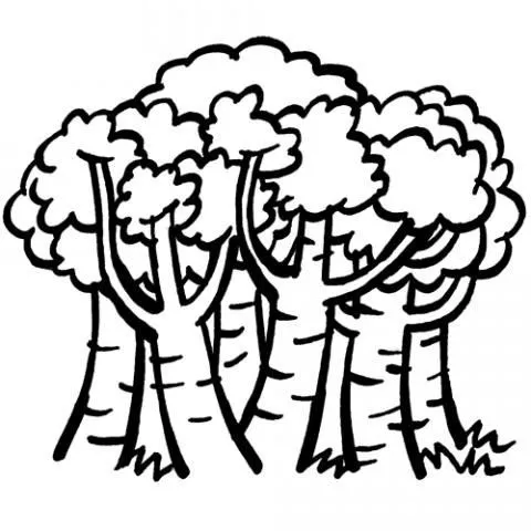 15567-4-dibujos-bosque-en- ...