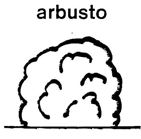 Dibujos de arbustos para colorear - Imagui