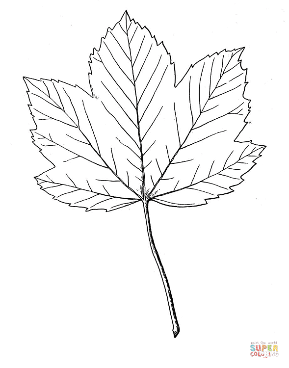 Dibujos de Arces para colorear - Páginas para imprimir y colorear ... Dibujos de Arces para colorear - Páginas para imprimir y colorear ...