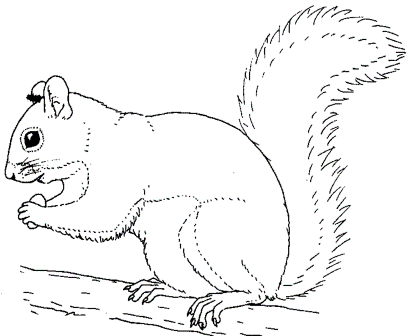 Dibujos de ardillas para colorear » ARDILLAPEDIA Dibujos de ardillas para colorear » ARDILLAPEDIA