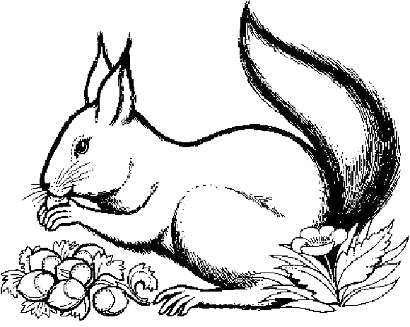 Dibujos de ardillas faciles - Imagui